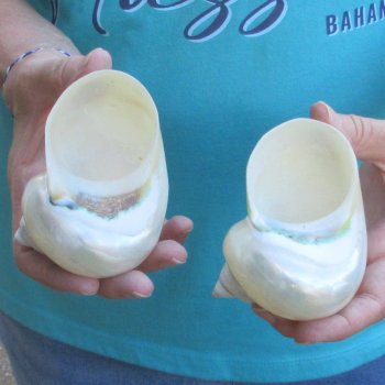 2pc Pearl Turbo shells- for $20/lot