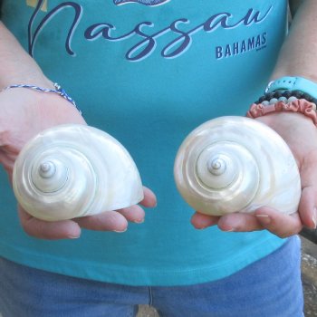 2pc Pearl Turbo shells- for $20/lot