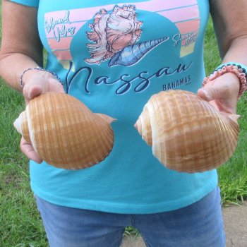 Two piece lot of 6" Tonna Shells for Sale - $17/lot