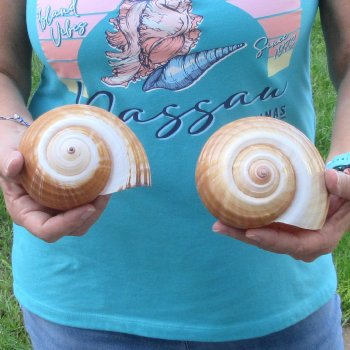 Two piece lot of 6" Tonna Shells for Sale - $17/lot