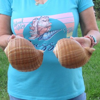 Two piece lot of 6" Tonna Shells for Sale - $17/lot