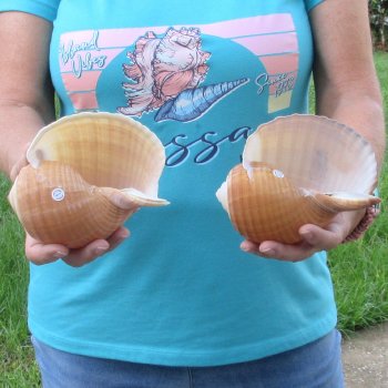 Two piece lot of 6" Tonna Shells for Sale - $17/lot