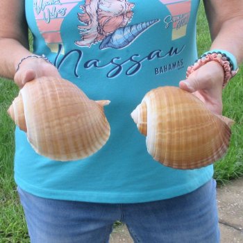 Two piece lot of 6" Tonna Shells for Sale - $17/lot