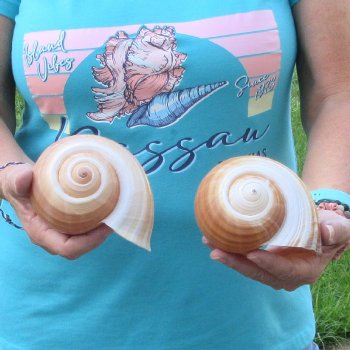 Two piece lot of 6" Tonna Shells for Sale - $17/lot