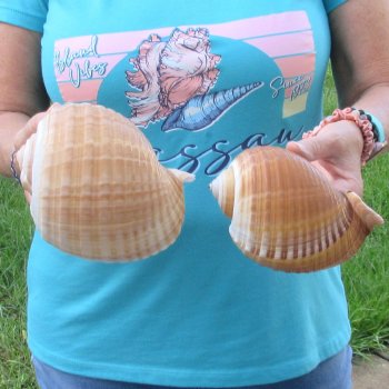 Two piece lot of 6" Tonna Shells for Sale - $17/lot