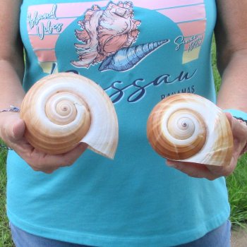 Two piece lot of 6" Tonna Shells for Sale - $17/lot