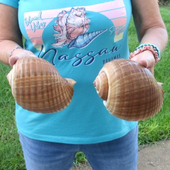 Two piece lot of 6" Tonna Shells for Sale - $17/lot