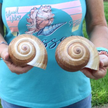 Two piece lot of 6" Tonna Shells for Sale - $17/lot