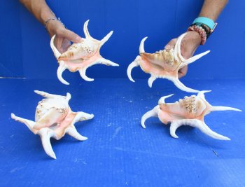 4pc 8 inch Chiragra Spider Conch Shells- for $20/lot