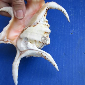 4pc 8 inch Chiragra Spider Conch Shells- for $20/lot