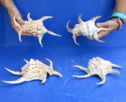 4pc 8 inch Chiragra Spider Conch Shells- for $20/lot