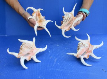 4pc 8 inch Chiragra Spider Conch Shells- for $20/lot