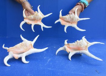 4pc 8 inch Chiragra Spider Conch Shells- for $20/lot