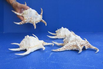 4pc 8 inch Chiragra Spider Conch Shells- for $20/lot