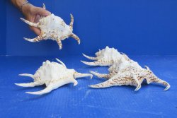 4pc 8 inch Chiragra Spider Conch Shells- for $20/lot
