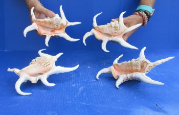 4pc 8 inch Chiragra Spider Conch Shells- for $20/lot