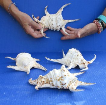 4pc 8 inch Chiragra Spider Conch Shells- for $20/lot