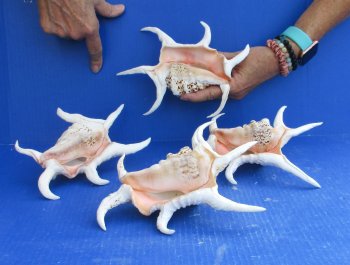 4pc 8 inch Chiragra Spider Conch Shells- for $20/lot
