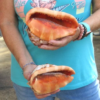 Two Cameo Bullmouth sea shells 6 inches long for sale $21/lot