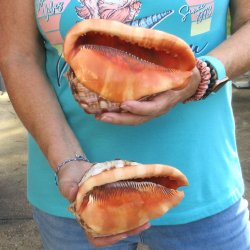 Two Cameo Bullmouth sea shells 6 inches long for sale $21/lot