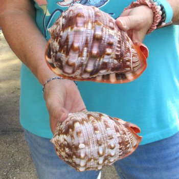 Two Cameo Bullmouth sea shells 6 inches long for sale $21/lot