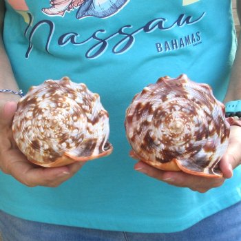 Two Cameo Bullmouth sea shells 6 inches long for sale $21/lot