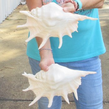 2pc Giant Spider Conch Shell measuring 12-1/2" -for $23/lot