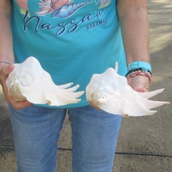 2pc Giant Spider Conch Shell measuring 12-1/2" -for $23/lot