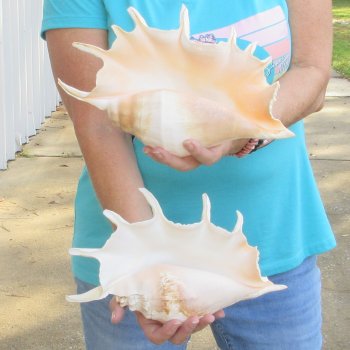 2pc Giant Spider Conch Shell measuring 12" -for $23/lot