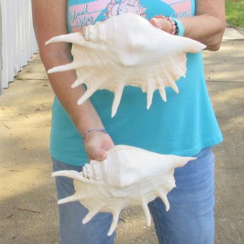 2pc Giant Spider Conch Shell measuring 12" -for $23/lot