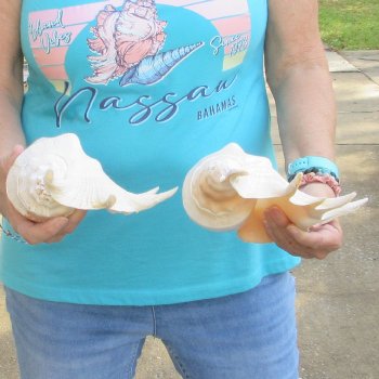 2pc Giant Spider Conch Shell measuring 12" -for $23/lot