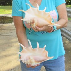 2pc Giant Spider Conch Shell measuring 11" & 12" -for $23/lot
