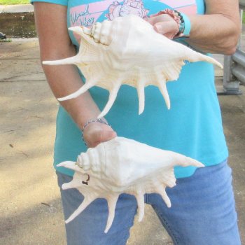 2pc Giant Spider Conch Shell measuring 11" & 12" -for $23/lot