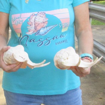 2pc Giant Spider Conch Shell measuring 11" & 12" -for $23/lot