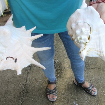 2pc Giant Spider Conch Shell measuring 11" & 12" -for $23/lot