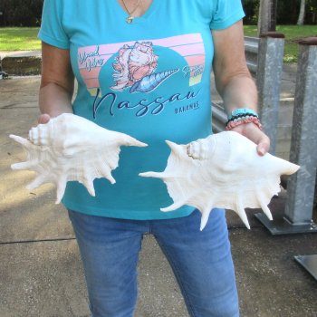 2pc Giant Spider Conch Shell measuring 11" & 12" -for $23/lot