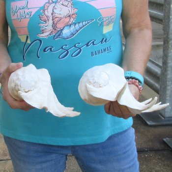 2pc Giant Spider Conch Shell measuring 11" & 12" -for $23/lot