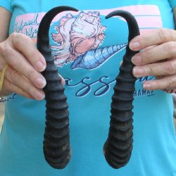 Matching pair of Male Springbok horns measuring 10 inches - $24/lot