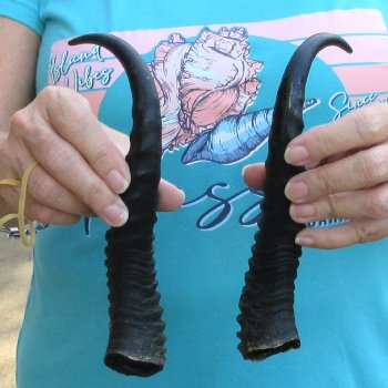 Matching pair of Male Springbok horns measuring 10 inches - $24/lot