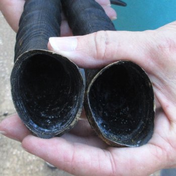 Matching pair of Male Springbok horns measuring 10 inches - $24/lot