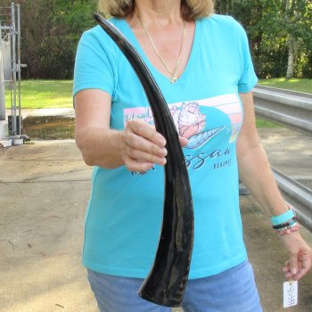 21 inch Semi polished buffalo horn - $20