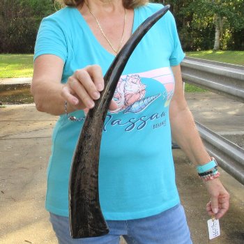 21 inch Semi polished buffalo horn - $20