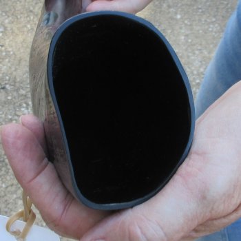 21 inch Semi polished buffalo horn - $20