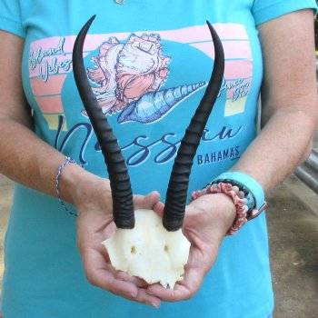 Female Springbok Skull Plate with 8" Horns - $20