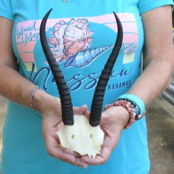 Female Springbok Sk...