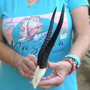 Female Springbok Skull Plate with 8" Horns - $20