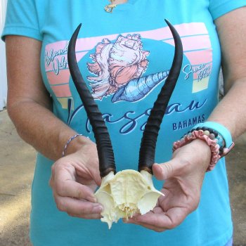 Female Springbok Skull Plate with 8" Horns - $20