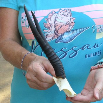 Female Springbok Skull Plate with 8" Horns - $20