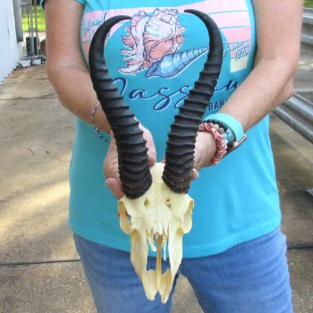 Male Springbok Skull Plate with 10" Horns for $30