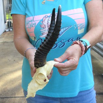 Male Springbok Skull Plate with 10" Horns for $30